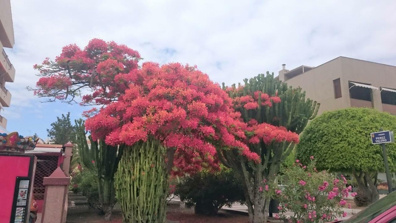 Floris'S Home Los Cristianos  Kültér fotó